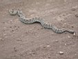 RattleSnake_long