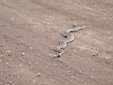 RattleSnake_long2