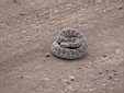 RattlerCoiled