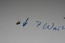 Bugs_and_Solar_Dimming