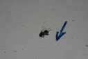This_Bugs_My_Cavity
