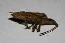 Cavity_bug_3